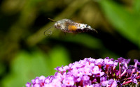 Kolibrievlinder, Zuid Frankrijk