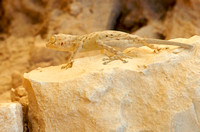 Waaierteen gecko, Negev woestijn, Israel
